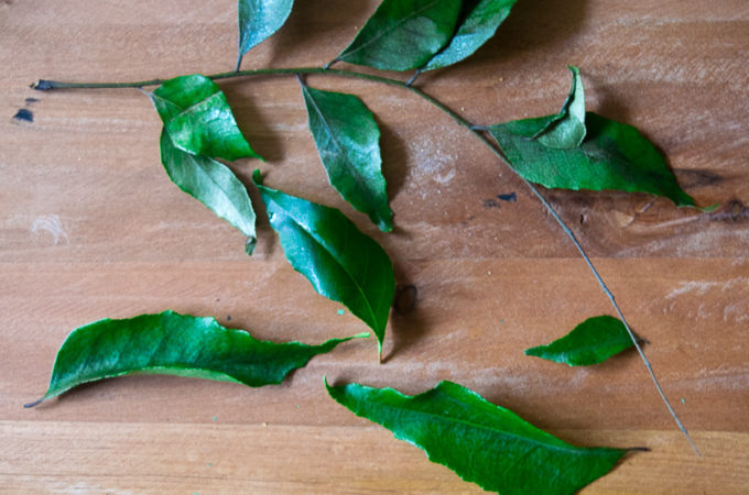 Curry leaves